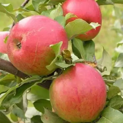 Яблоня АУКСИС в Сморгони