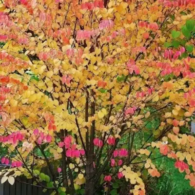 БАГРЯННИК японский в Сморгони