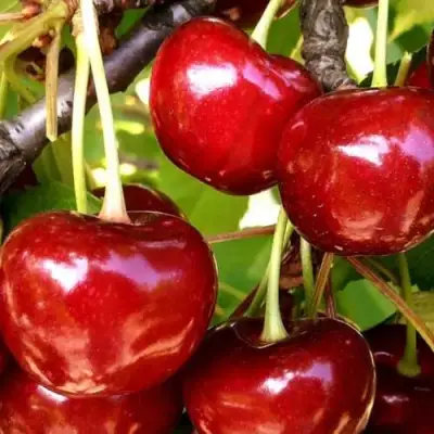 Черешня МИНЧАНКА в Сморгони