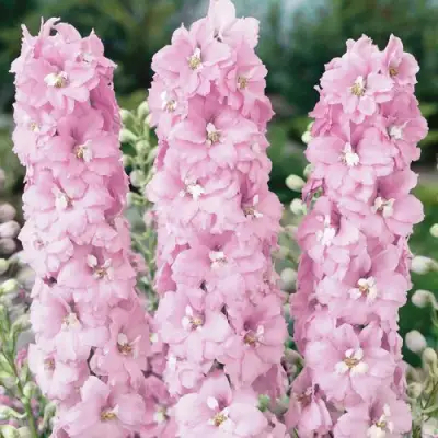 Дельфиниум ПЕТТИКОУТ гибридный в Сморгони