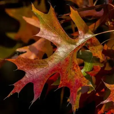 Дуб болотный в Сморгони