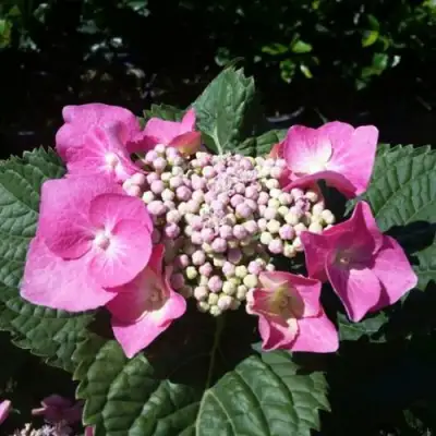 Гортензия БЛАУМАЙС (БЛАУМАЙЗЕ) крупнолистная в Сморгони