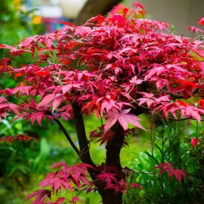 Клен дланевидный АТРОПУРПУРЕУМ в Сморгони