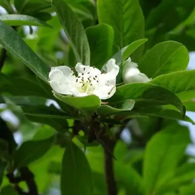 МУШМУЛА  в Сморгони