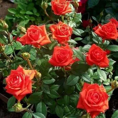 Роза ОРАНЖ ДЖЕВЕЛ миниатюрная в Сморгони