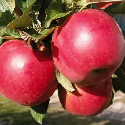 Яблоня РУБИН в Сморгони