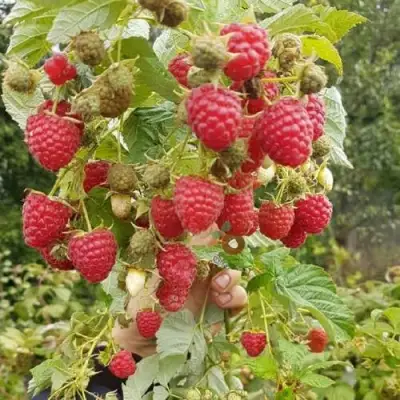 Малина ТАДМОР в Сморгони