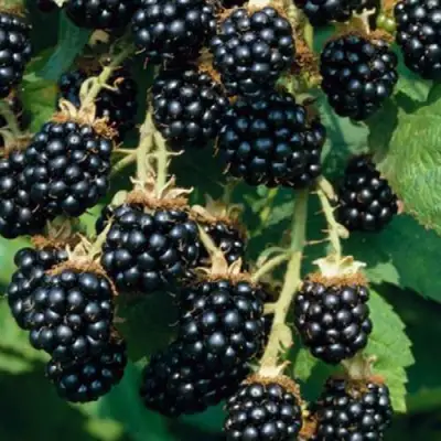 Ежевика БЛЭК САТИН бесшипная  в Сморгони