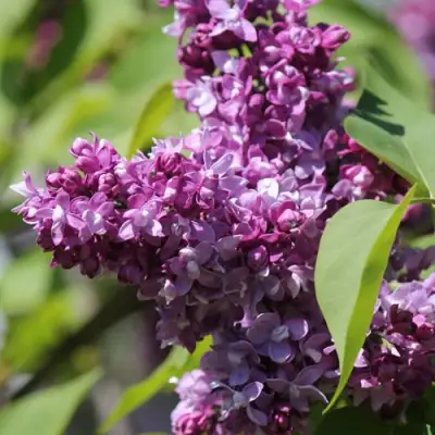 Сирень ИЗОБИЛИЕ в Сморгони