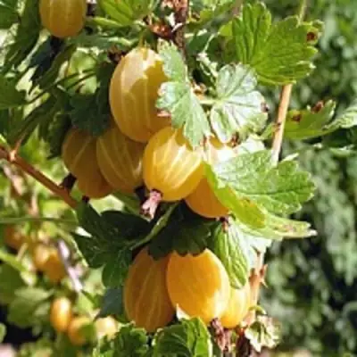 Крыжовник КУРШУ ДЗИНТАРС  в Сморгони