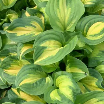 Хоста ЭМЕРАЛЬД ЧАРДЖЕР гибридная в Сморгони