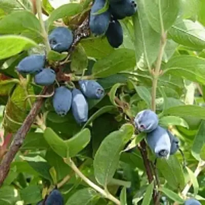 Жимолость съедобная НАРЫМСКАЯ в Сморгони