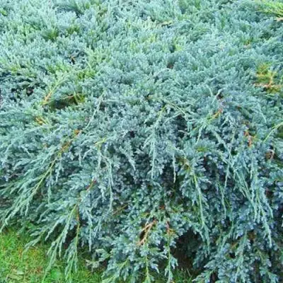 Можжевельник БЛЮ КАРПЕТ чешуйчатый в Сморгони