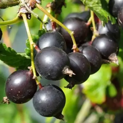 ЙОШТА в Сморгони