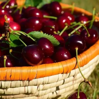 Вишня НЕСВИЖСКАЯ в Сморгони