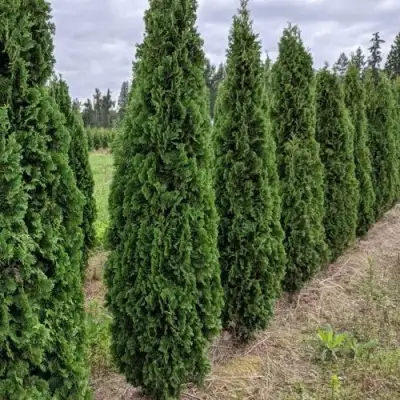Туя ДЕГРУТ СПАЙР западная в Сморгони