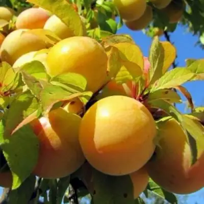 Слива МЕДОВАЯ ЖЁЛТАЯ в Сморгони