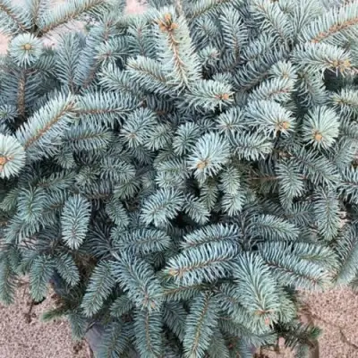 Ель ГЛАУКА колючая в Сморгони