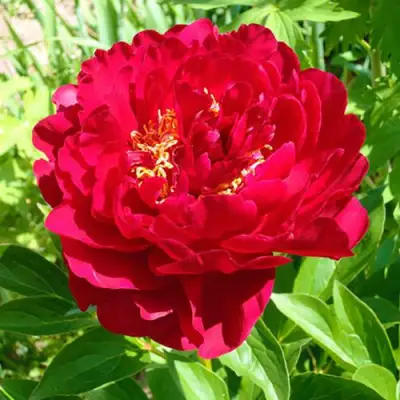 Пион ХРАБРЫЙ ВОИН травянистый в Сморгони