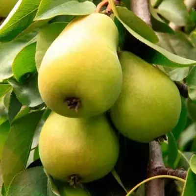 Груша НЕЖНОСТЬ колонновидная	 в Сморгони