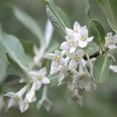 ЛОХ СЕРЕБРИСТЫЙ в Сморгони
