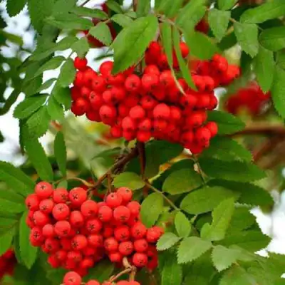 Рябина ОБЫКНОВЕННАЯ в Сморгони