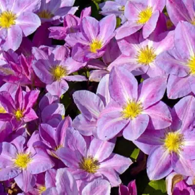 Клематис ЧЕЙНДЖ ОФ ХАРТ в Сморгони