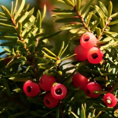 Тис ЭЛЕГАНТИССИМА ягодный в Сморгони