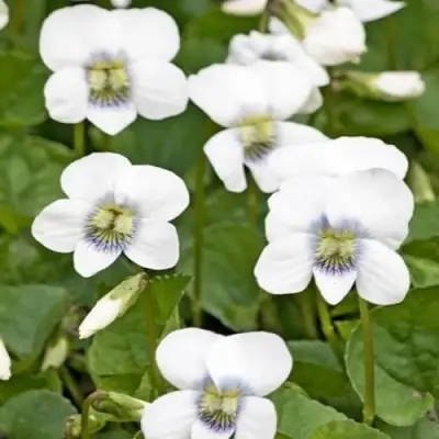 Фиалка АЛЬБИФЛОРА сестринская в Сморгони