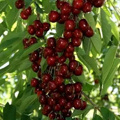 Черешня ХЕЛЕНА колоновидная в Сморгони