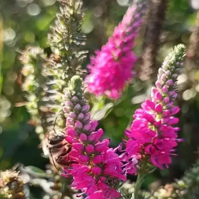 Вероника РОЗЕА колосковая в Сморгони