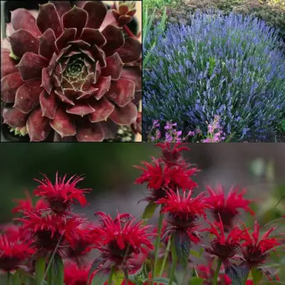 Комплект ФИОЛЕТОВОЕ ВДОХНОВЕНИЕ в Сморгони