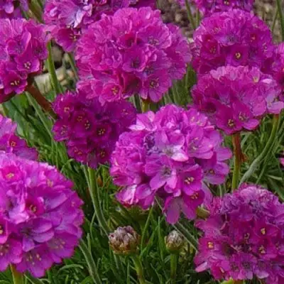 Армерия МОНИНГ СТАР ДИП РОУЗ в Сморгони