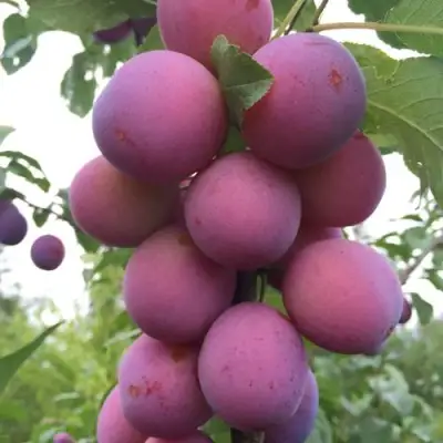 Слива ИМПЕРИАЛ колонновидная в Сморгони