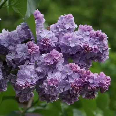 Сирень КАТЕРИНА ХАВЕМЕЙЕР в Сморгони