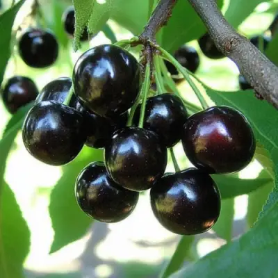 Вишня РОССОШАНСКАЯ ЧЕРНАЯ в Сморгони