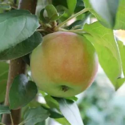 Яблоня ПОДСНЕЖНИК стелющаяся в Сморгони