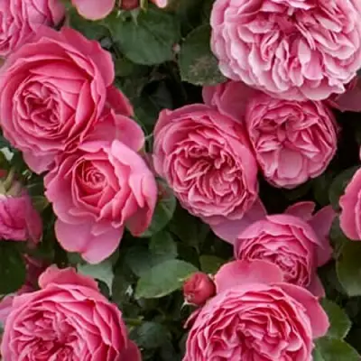 Роза ЛЕОНАРДО ДА ВИНЧИ флорибунда в Сморгони