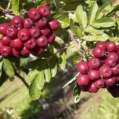 Рябина БУРКА сладкоплодная в Сморгони