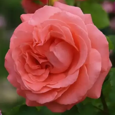 саженцы роз ДИ ДИ БРИДЖУОТЕР