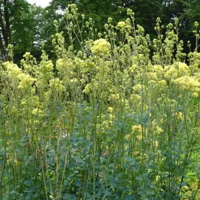 Василистник ГЛАУКУМ желтый в Сморгони