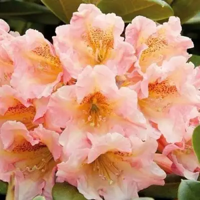 Рододендрон ФЛАУТАНДО в Сморгони