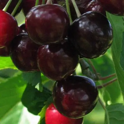 Черешня ВАЛЕРИЙ ЧКАЛОВ в Сморгони