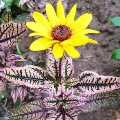 Гелиопсис САММЕР ПИНК в Сморгони