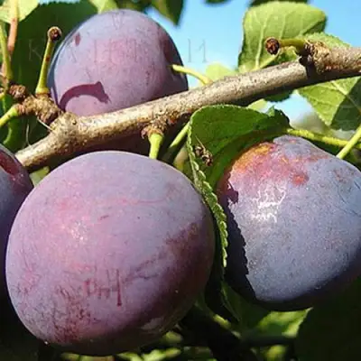 Слива СТАРТОВАЯ в Сморгони