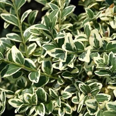 Бирючина ВАРИЕГАТУМ овальнолистная в Сморгони