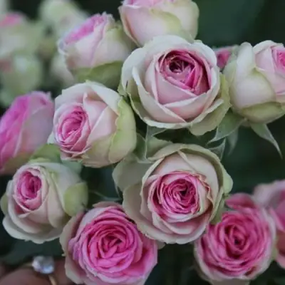 Роза МИМИ ЭДЕН спрей в Сморгони