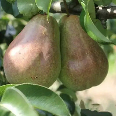 Груша БРЯНСКАЯ КРАСАВИЦА в Сморгони