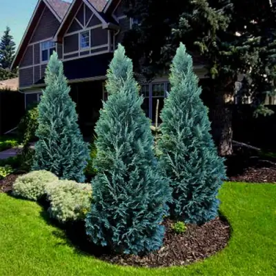 Кипарисовик ВАН ПЕЛЬТС БЛЮ лавсона в Сморгони