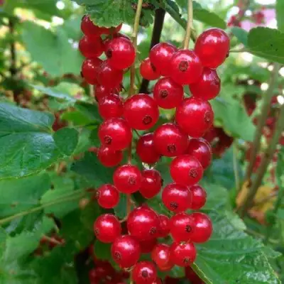 Смородина красная КОНСТАНТИНОВСКАЯ в Сморгони